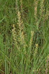 Manulea parviflora