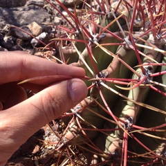 Ferocactus emoryi emoryi
