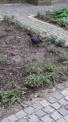 Corvus corone