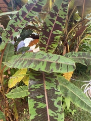Musa acuminata zebrina