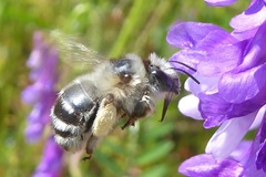Anthophora aestivalis