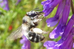 Anthophora aestivalis