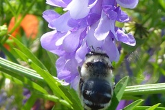 Anthophora aestivalis