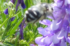 Anthophora aestivalis