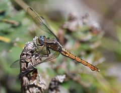 Orthetrum azureum