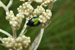 Leucocelis haemorrhoidalis
