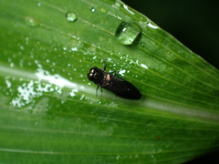 Agrilinae