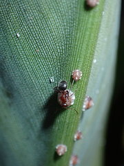 Ceroplastes rusci