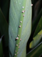 Ceroplastes rusci