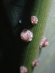Ceroplastes rusci