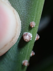Ceroplastes rusci