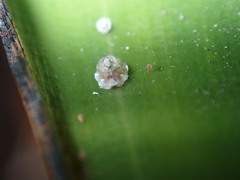 Ceroplastes rusci