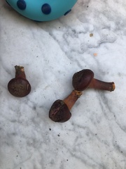 Gymnopilus thiersii