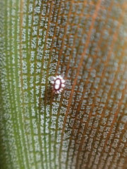 Ceroplastes rusci