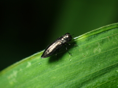 Agrilinae