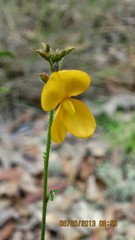 Chapmannia floridana