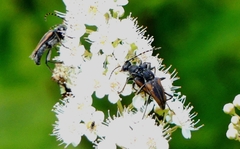 Brachyleptura