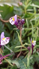 Linaria amethystea amethystea