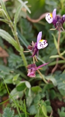 Linaria amethystea amethystea