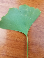 Ginkgo biloba