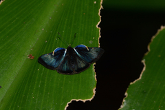 Symmachia falcistriga