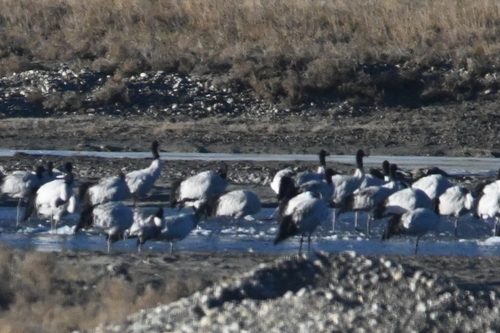 Black-necked Crane