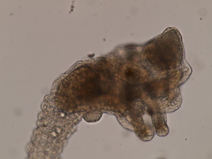 Loxosomella