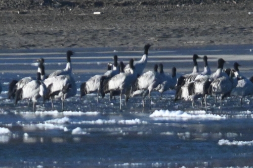 Black-necked Crane