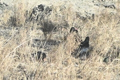 Pyrrhocorax pyrrhocorax