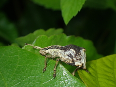 Episomus chinensis