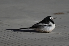 Motacilla alba alboides