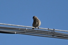Leucosticte nemoricola