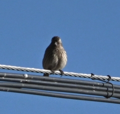 Leucosticte nemoricola