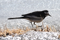 Motacilla alba alboides