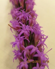 Liatris chapmanii
