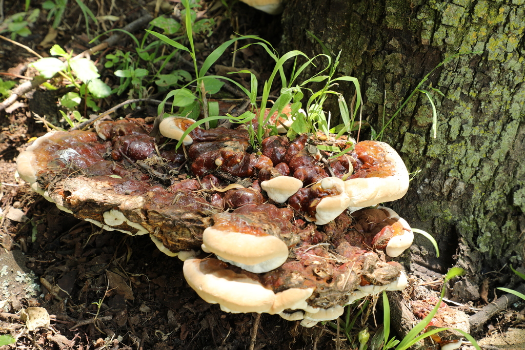 Ganoderma austroafricanum