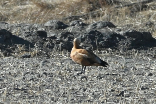 Ruddy Shelduck