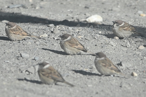Eurasian Tree Sparrow