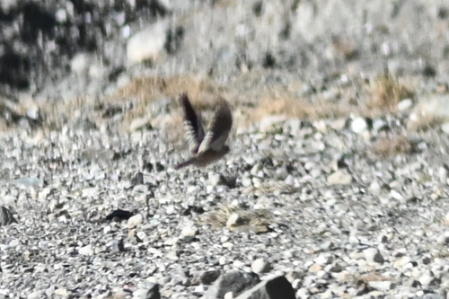 Black-winged Snowfinch