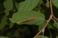 Phyllonorycter intermixta