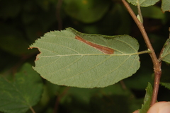 Phyllonorycter intermixta