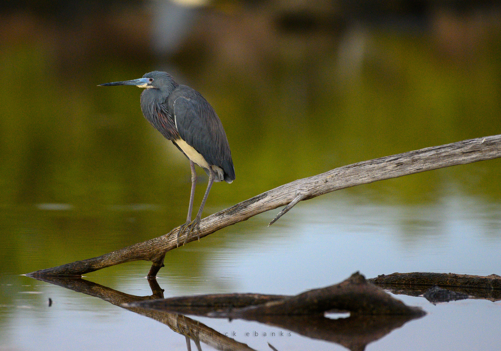 Tricolored Heron from East End, Cayman Islands on January 16, 2022 at ...