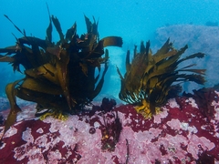 Lessonia trabeculata