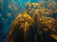 Lessonia trabeculata