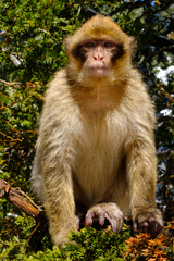 Macaca sylvanus