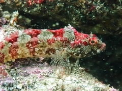 Calliclinus geniguttatus