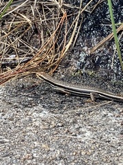 Trachylepis gravenhorstii