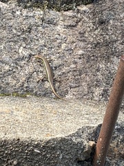 Trachylepis gravenhorstii