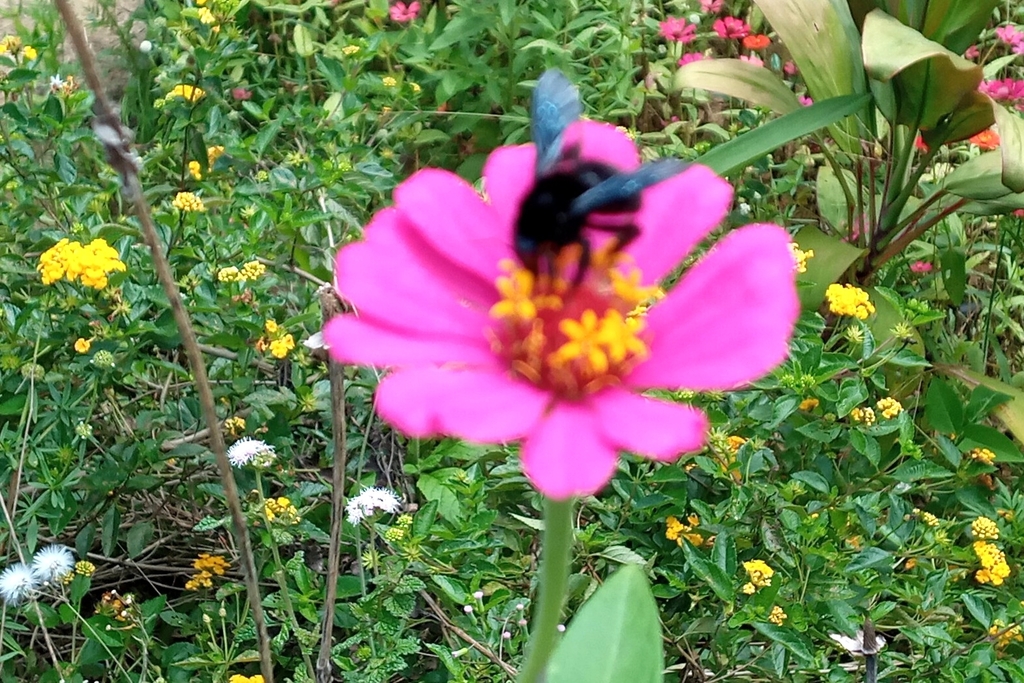 Bombus brevivillus