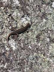 Trachylepis gravenhorstii
